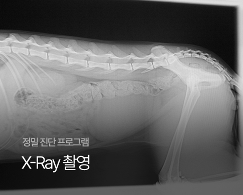 종양외과 스와이퍼이미지 03